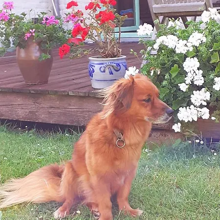 Homestay Montigny House *